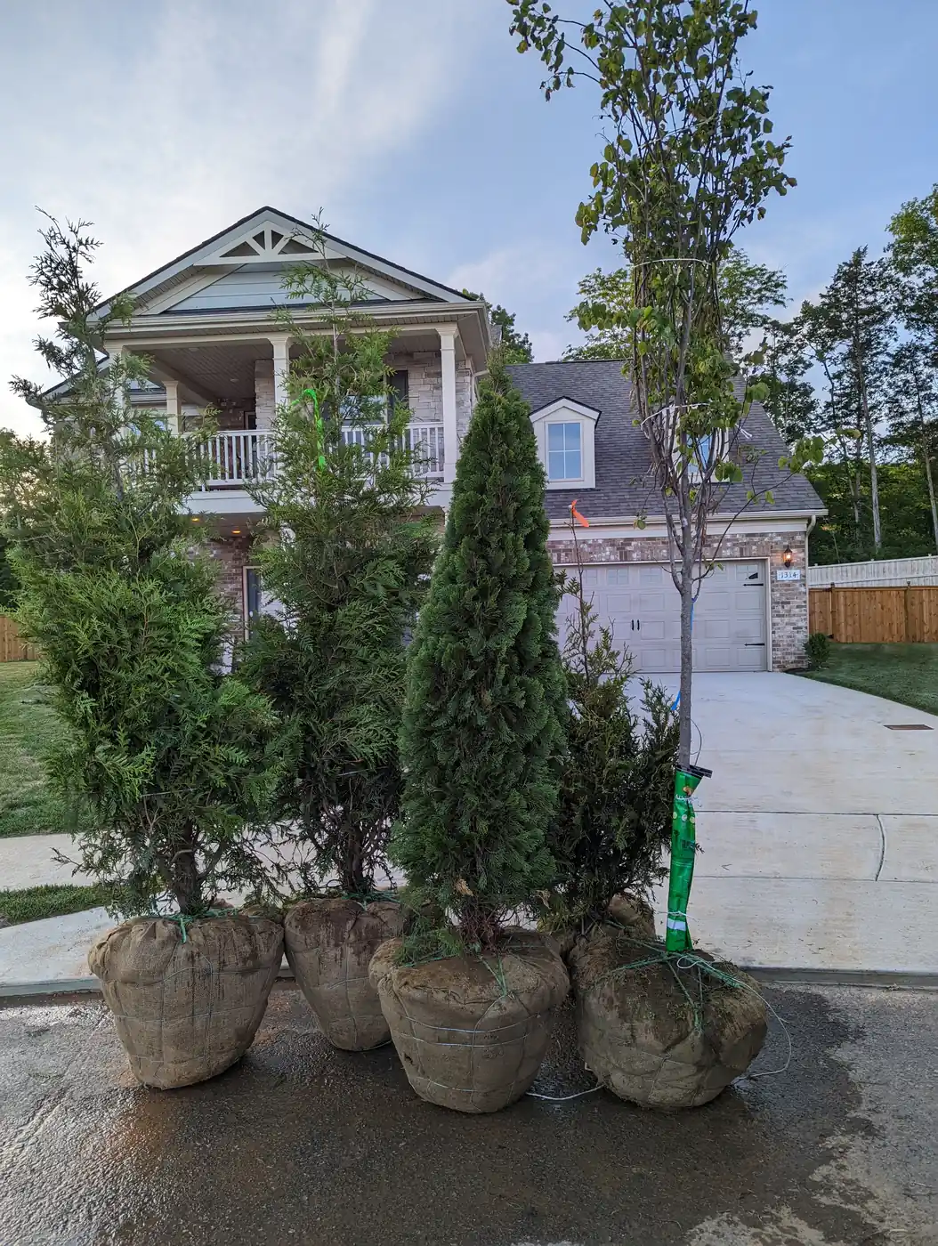 Arborvitae and ornamental trees delivered to a driveway for planting in Nashville, TN
