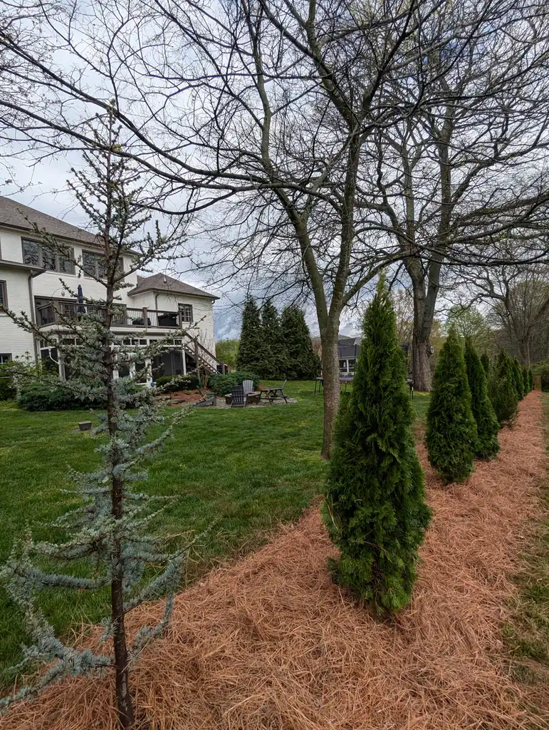 Row of arborvitae planted as a privacy screen with pine straw mulch in Nashville, TN