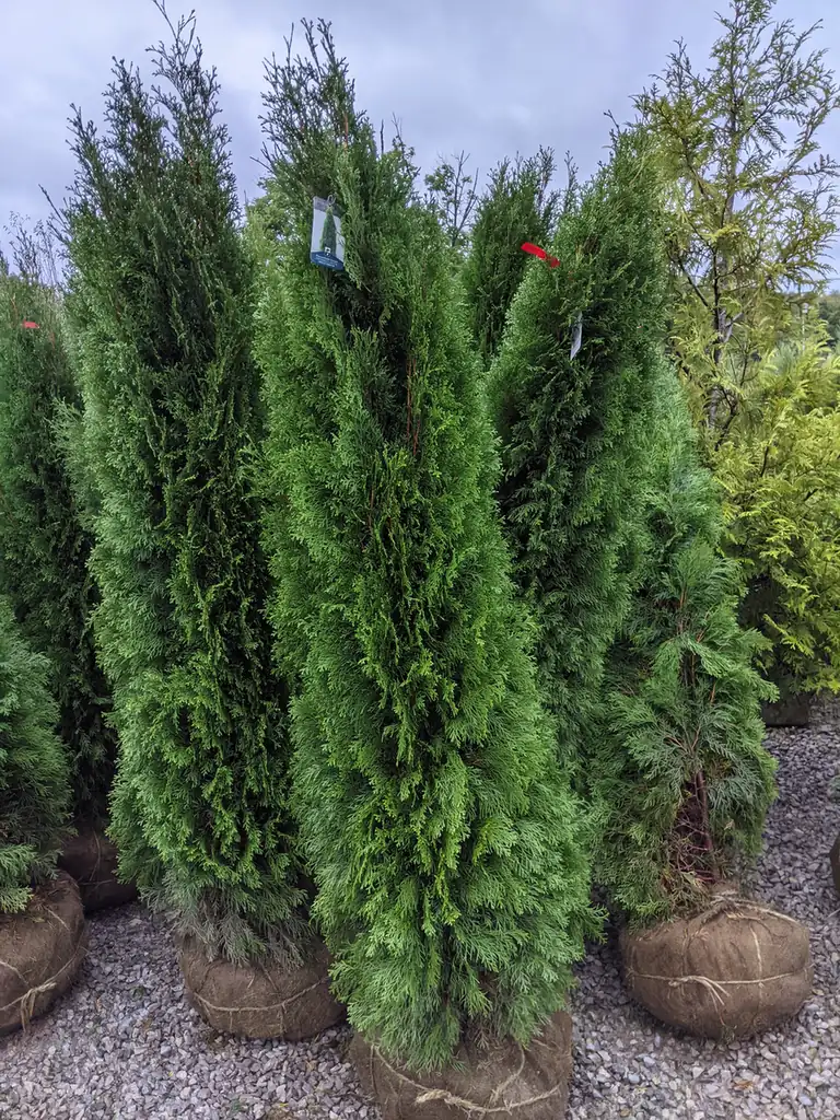 Burlapped arborvitae trees staged for planting in Nashville, TN