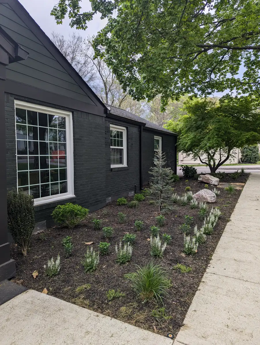 Foundation plantings and grasses installed at a black modern home in Nashville, TN