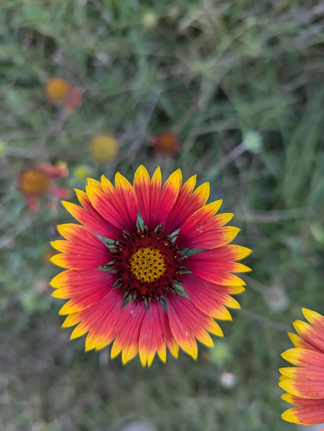 Close-up of a red and yellow gaillardia blanket flower in a planted bed in Nashville, TN