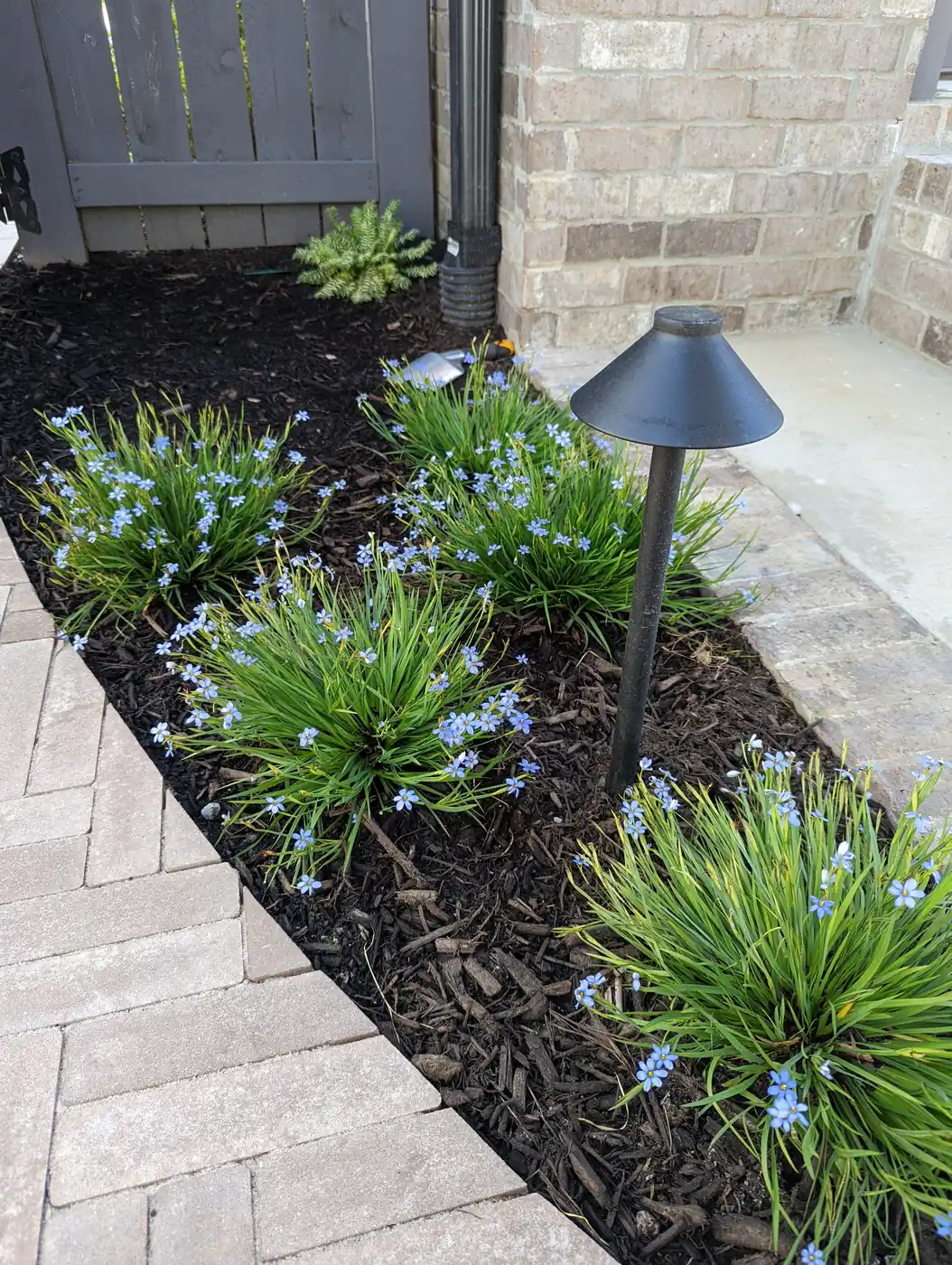 Path light in a mulched bed of liriope along a paver patio edge in Nashville, TN
