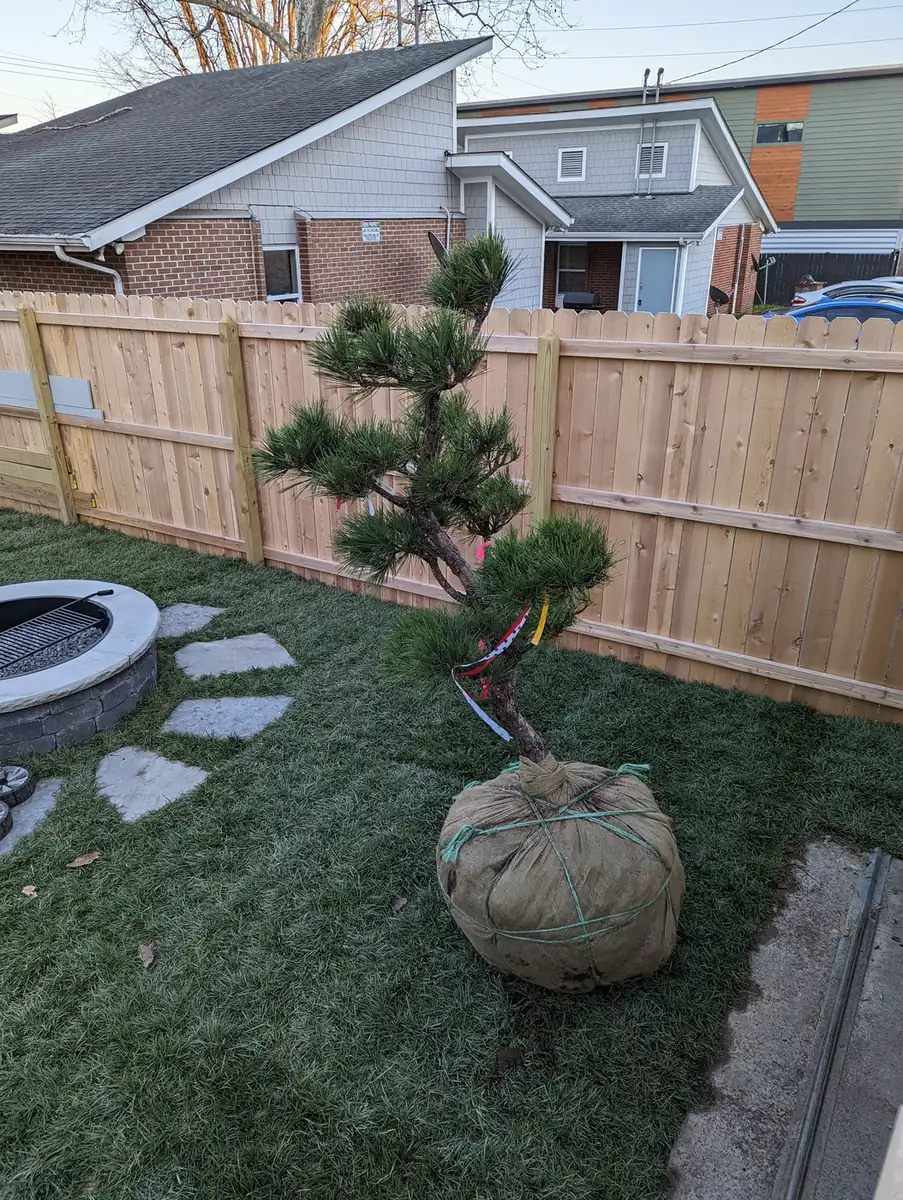 Specimen pine tree being planted in a fenced backyard in Nashville, TN