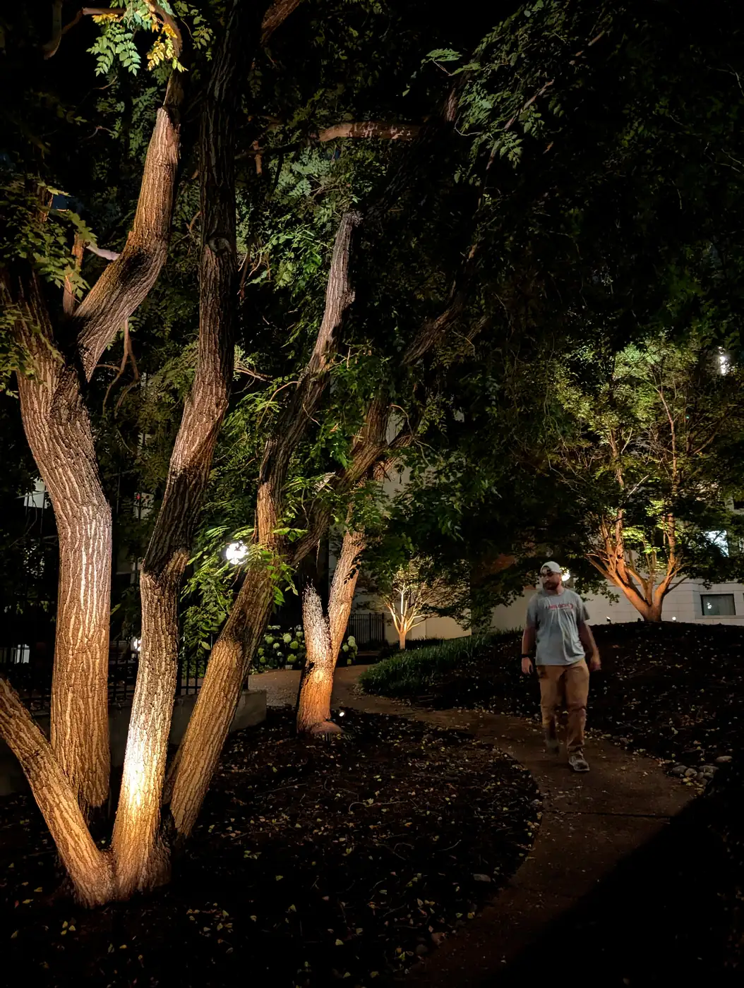 Uplit mature tree over a garden path at night in Nashville, TN