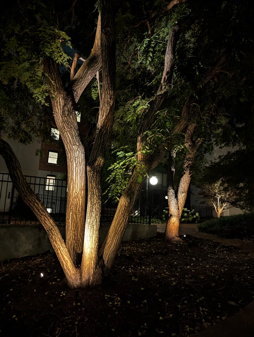 Uplit multi-trunk tree in a front yard at night in Nashville, TN