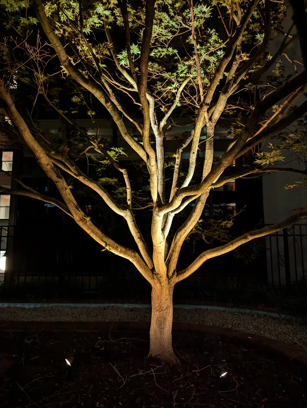 Uplit tree canopy with landscape lighting at night in Nashville, TN